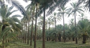 Aseel Date-palm Farm